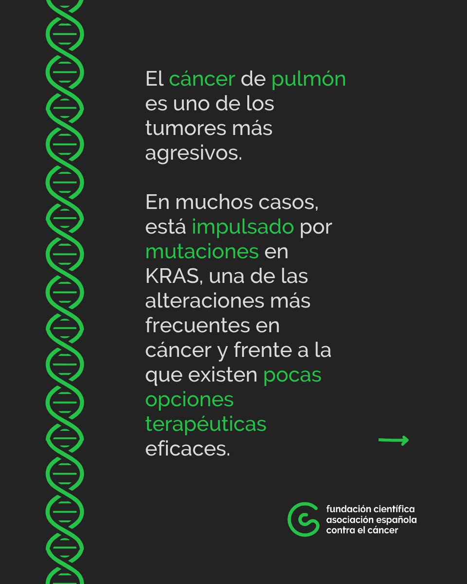 contracancerINV's tweet photo. 🔬 Investigadores del @ciccancer y el @IRBBarcelona han demostrado que degradar selectivamente la proteína KRAS mutada provoca una rápida regresión del cáncer de pulmón en modelos animales. 📷@lab_santamaria https://t.co/AjPn16IwXT
