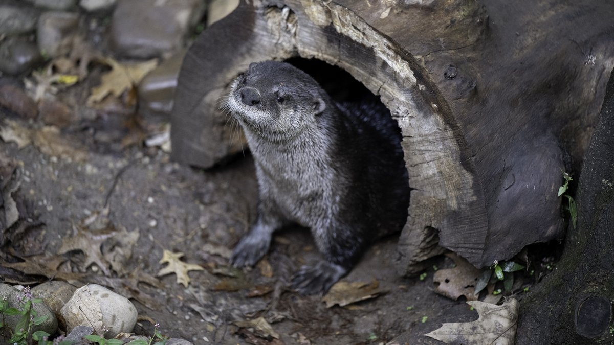 Pittsburgh Zoo & Aquarium tweet media