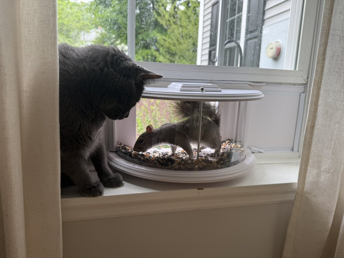 albiethecat's tweet photo. o.     crikey ! https://t.co/T84oB2e6UL