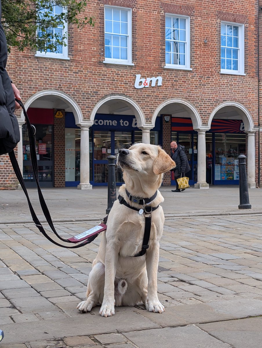 HearingDogs's tweet photo. Off to town we go 🐶

Jinx has had his first visit to the high street last week as part of the third stage of his hearing dog training, working on his heelwork and focus in the shops.

Nothing fazed out clever boy who did a super job on his first visit.

Well done Team Jinx 🐾🥰 https://t.co/0ThrjWSE4O
