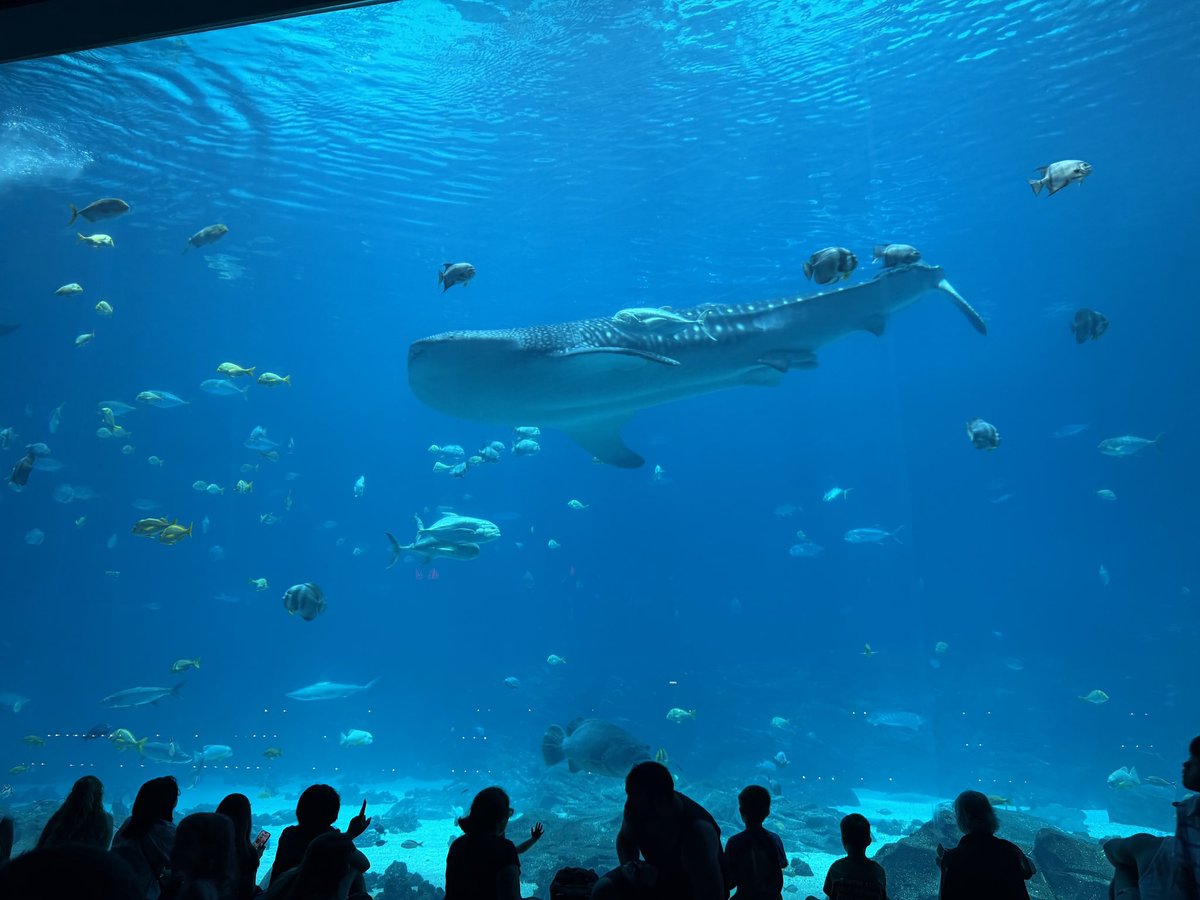 Roman_Valkyrie's tweet photo. #criticalrolespoilers @matthewmercer whale sharks eat krill and can’t fit a person inside them (comfortably). Thank you for coming to my ted talk https://t.co/eaXlV2IsJY