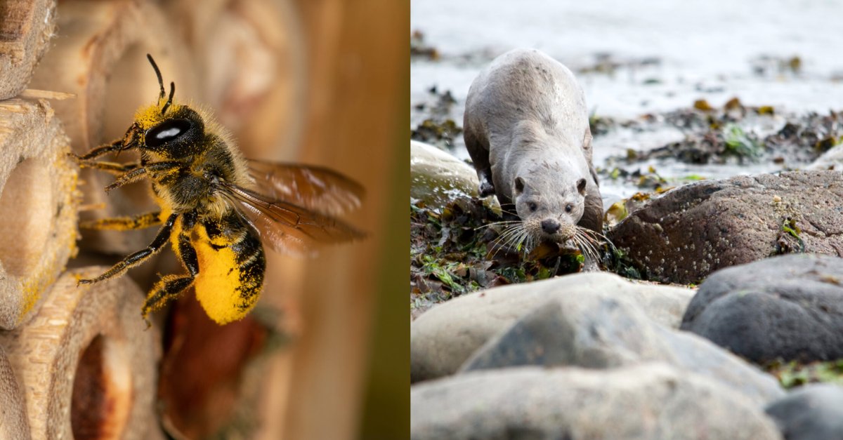 DynamicBoardsUK's tweet photo. 🚀 South West Wildlife Fundraising Ltd ~ Chair

👀 Looking for candidates with:
• Board-level experience
• Experience of chairing meetings
• Strategic leadership experience (ideally in a commercial environment)
• Financial literacy

Info: https://t.co/hnF6yHyeWI https://t.co/EmyQho4lE3
