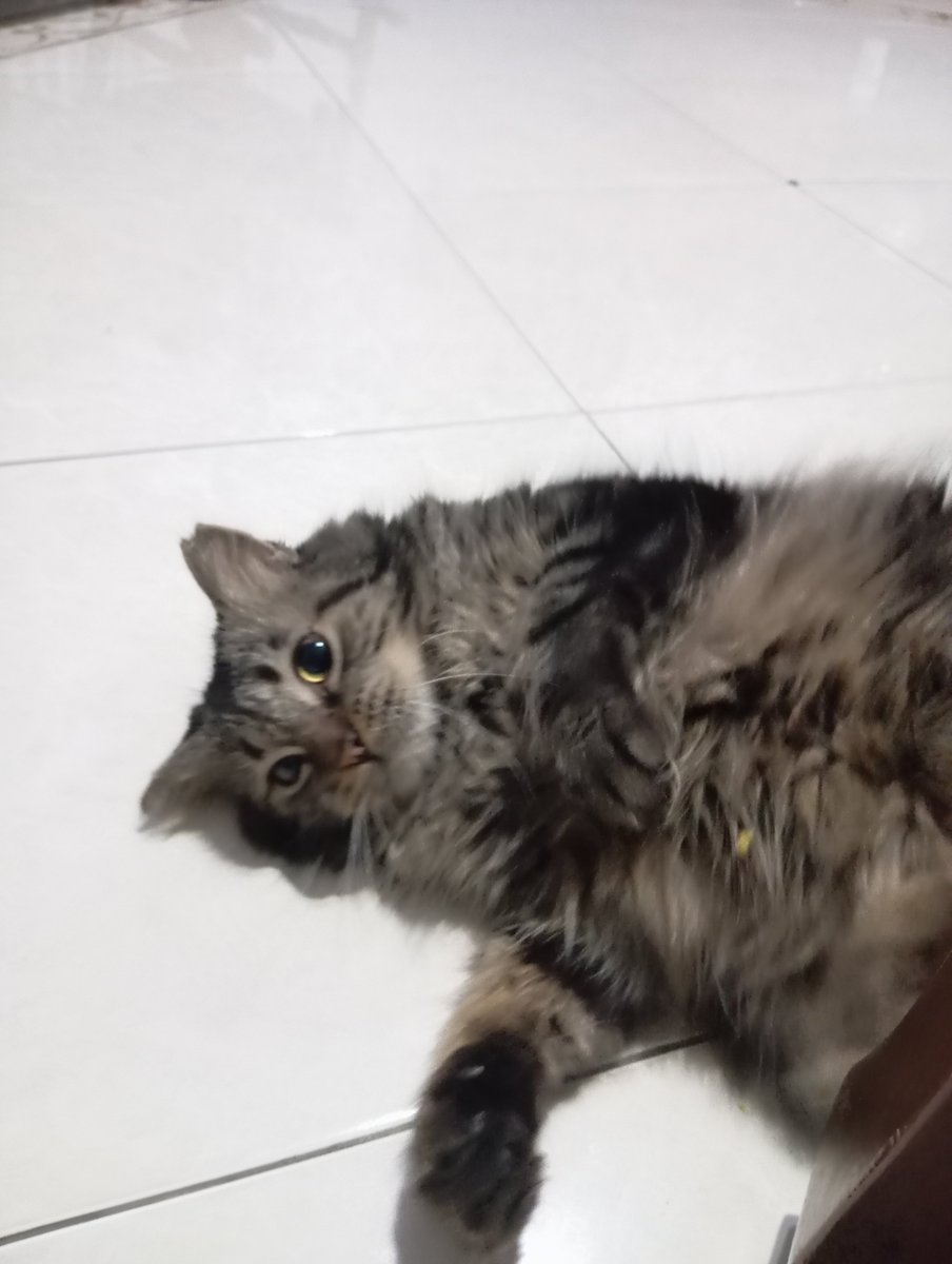 folkmorent's tweet photo. My little bolu ketan 🤏 https://t.co/Lapf8wdeYa