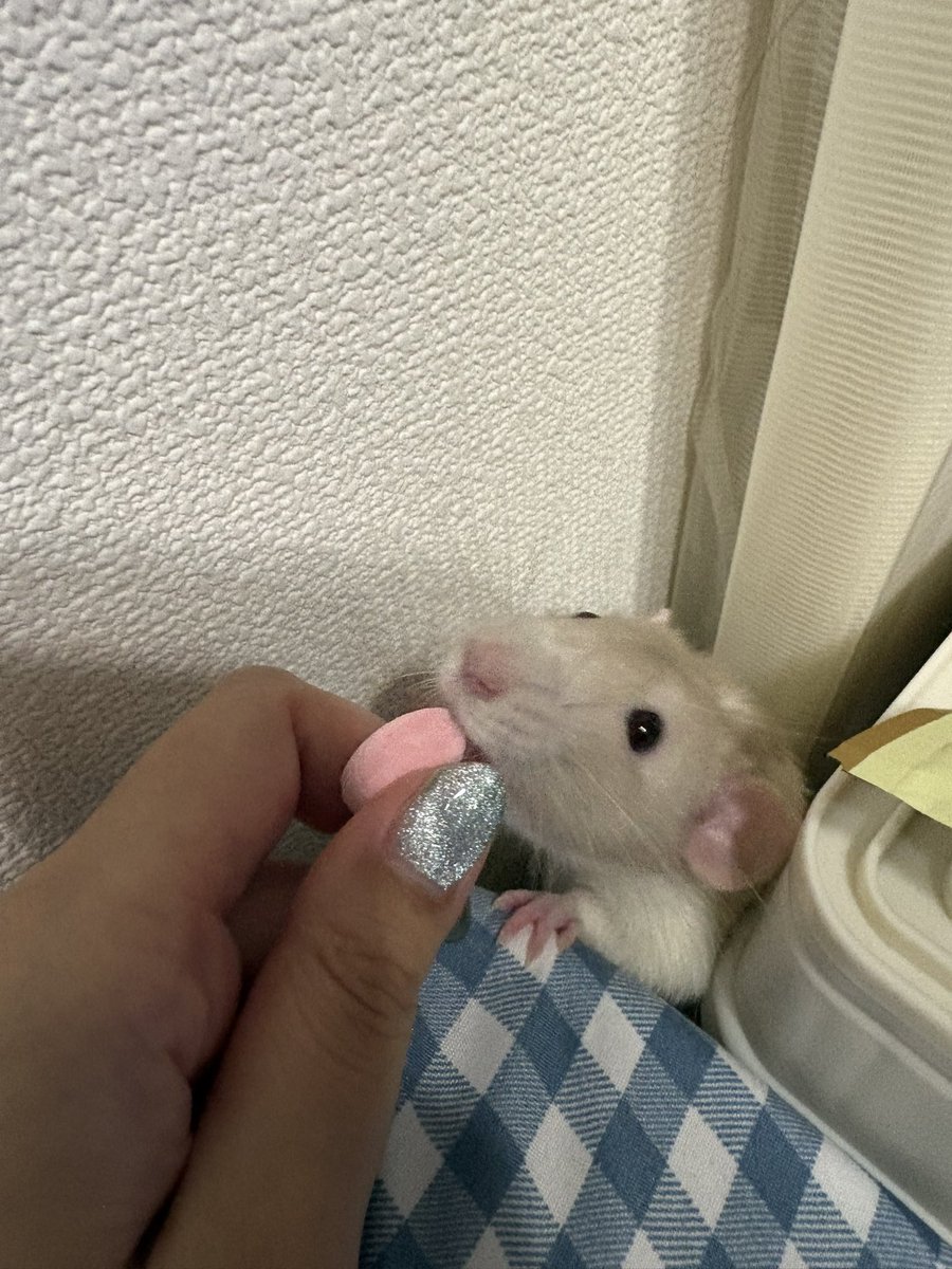 ﾊ・ﾑﾁｬﾝ🐹 (@ha_muchan) / Posts / X