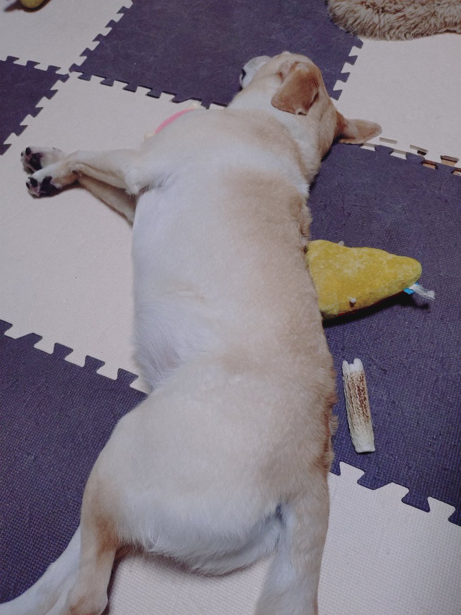 おやすみなさい💤💤 #ラブラドール5歳9ヶ月 #ラブラドール1歳1ヶ月
