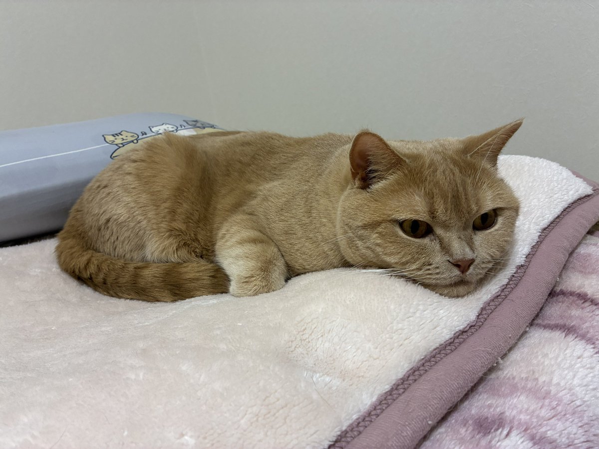 SunLuna2021's tweet photo. まったりな休日☺️
#ブリティッシュショートヘア
#猫好きさんと繋がりたい https://t.co/xw2X97Npxp