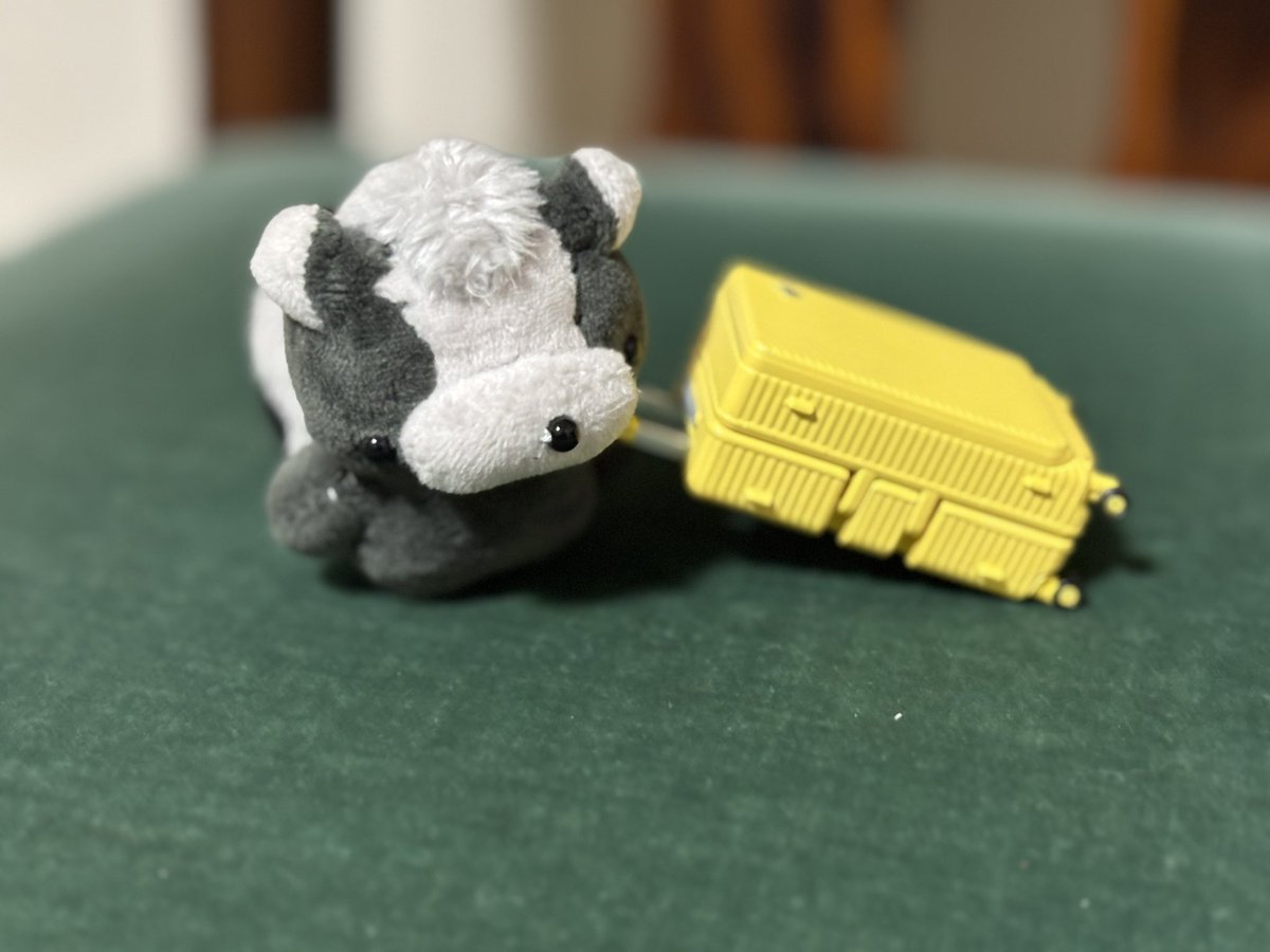 7_k2b's tweet photo. 出張行くから荷物まとめなきゃね…
……ちょと荷物デカかもしれない
#ぬい撮り　#ぽこぷ村 https://t.co/v61OE4TI9X