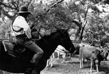 America250FL's tweet photo. Lake Kissimmee State Park is rooted in Florida’s cattle‑ranching past. During the Civil War, the land around the lakes supported herds that supplied war efforts and fueled early trade with Cuba.

The park preserves the legacy of Florida’s early “cow hunters” with the 1876-era Cow Camp, a living‑history exhibit that shows how frontier cattlemen lived and worked as they moved herds across the state.
This tradition reflects a cattle culture that predates even Texas, rooted in the wild cracker cattle descended from Spanish herds brought to Florida in the 1500s.
***
Lake Kissimmee State Park
Photo: Courtesy of Florida Memory, circa 1950
Plan your historic encounter at https://t.co/3wIX9pkSGj. 

Before you visit, check the KNOW BEFORE YOU GO section on the park’s webpage for real-time updates and helpful information.
.

@FLStateParks