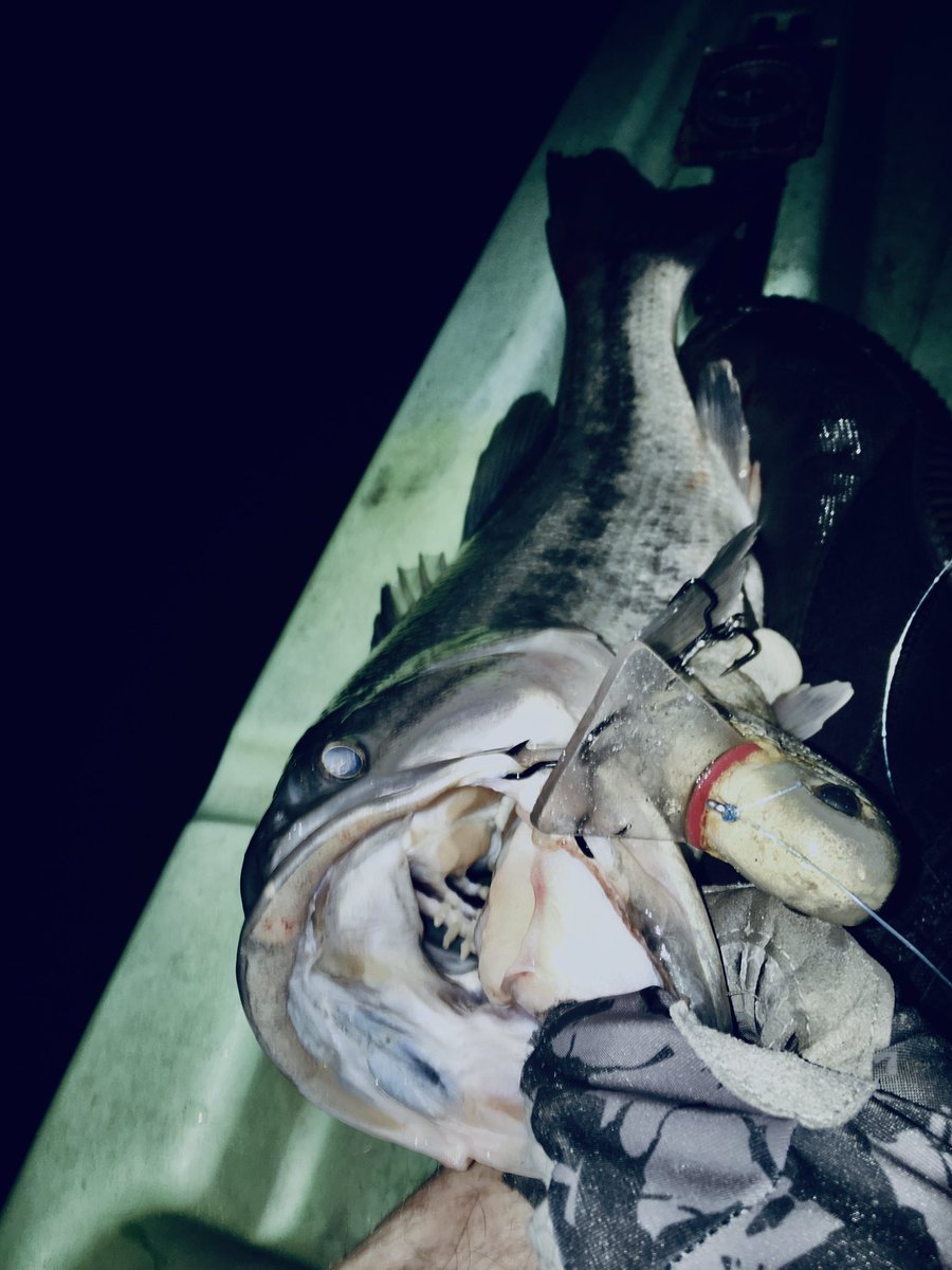 lapbass tweet picture