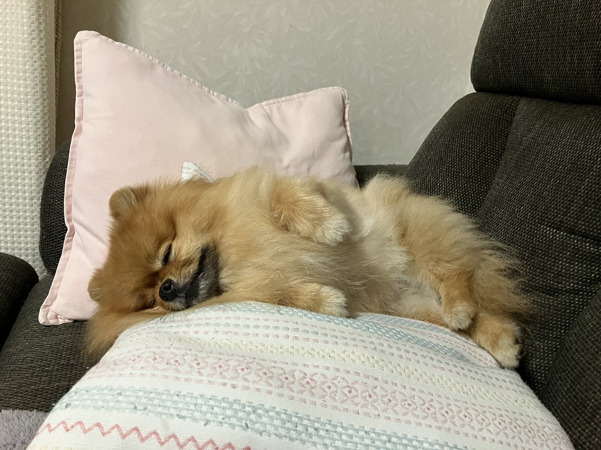 pometerutiara's tweet photo. 今日のTIARA💕
はしゃぎ過ぎて寝てしまいました🐶
パパのベッドに連れて行きます〜

#ポメラニアン #まったり #おやすみ #わんこ https://t.co/D6pCtUcBeF