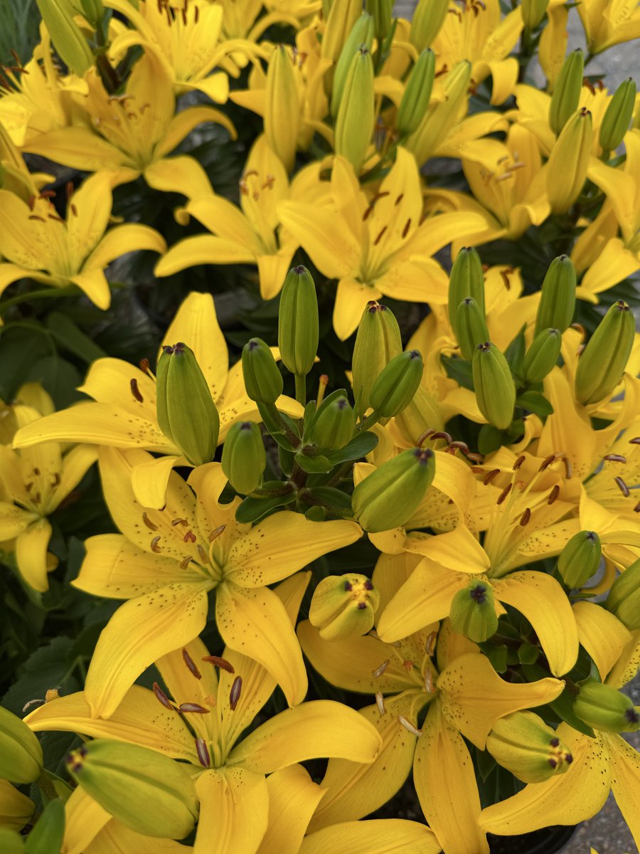 SunNurseriesInc's tweet photo. 🌸✨ Matrix Lilies are putting on a spectacular, show-stopping performance! Their massive blooms, vibrant colors, and elegant form turn any garden into a breathtaking display. These stunning lilies don’t just bloom — they command attention, creating a dramatic centerpiece that feels straight out of a floral dream. 🌿💐 #MatrixLilies #GardenBeauty #BloomSeason #FloralMagic #ShowStoppingBlooms