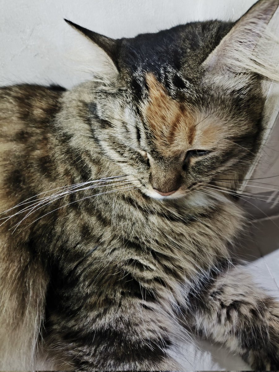 iamratih's tweet photo. Setelah kemaren seharian kabur, hari ini full tidur. Kecapean banget kayaknya 😅 https://t.co/FUj82pNg6o