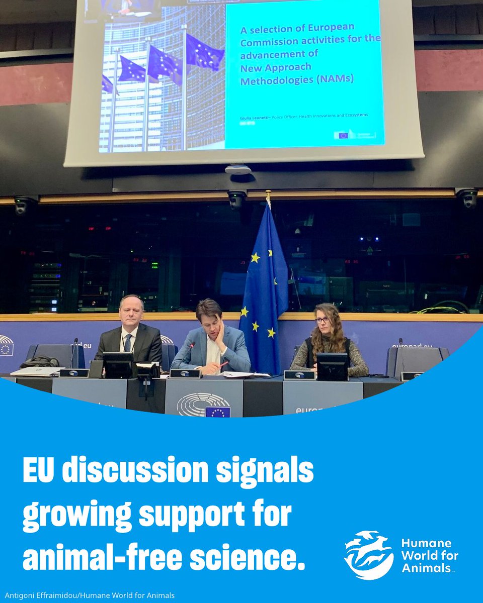 humaneworldeat's tweet photo. Last week, we attended a discussion at the @Europarl_EN on how to speed up the transition to animal-free science while supporting human health, the environment and EU competitiveness. 🇪🇺🔬 https://t.co/THcR0V3Sh8