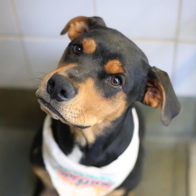 _taysmyoxygen1d's tweet photo. 🆘INJURED #DOBERMAN DOG TO BE KILLED TODAY 5.27 BY #SANANTONIO ACS #TEXAS‼️  

SHERMY ❤️‍🔥#A808160 
💫2yo male, 61 lbs
❣️Friendly, social, easy to leash &amp; walk

🚨Susp HBC🚘💥, nonweight bearing lameness on R thoracic leg

#AdoptDontShop #Foster #PledgeForRescue 🛟&amp; 🏥🚑 https://t.co/Alm1oeY1Yp