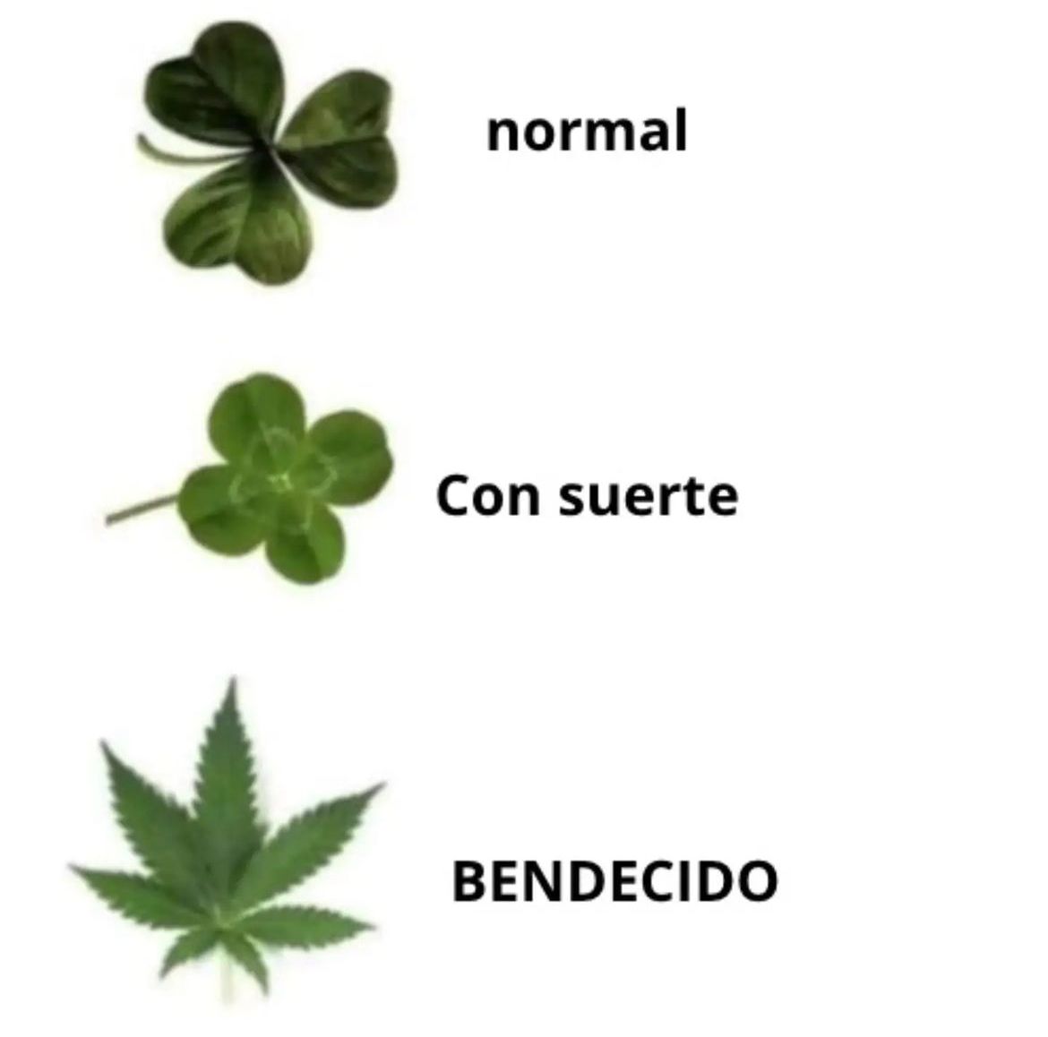 Revista THC tweet media