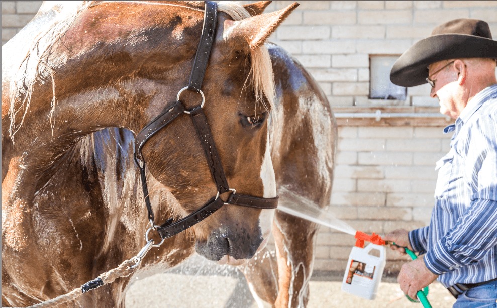 Ultra_Cruz's tweet photo. UltraCruz® Equine Foaming Shampoo
🫧Equine foaming shampoo for quick and easy grooming
🫧Naturally based cleaning agents deep clean without stripping natural oils

"Washing my Belgian Draft horses with UltraCruz Foaming Shampoo is quick &amp; easy. Works great!" ~ Harris Stage Lines https://t.co/cLCySN7BuN