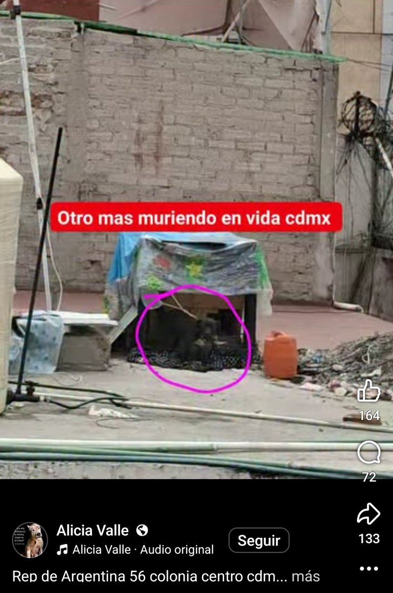 Abogado Animalista tweet media
