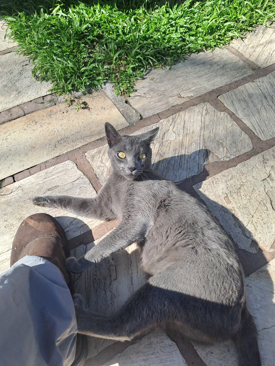 xizerw's tweet photo. meu pai colocando comida dentro do carro pra tentar sequestrar esse gato manso q a gente achou em buziosKKLLLLLKLMM https://t.co/Zu1BMr8GqF