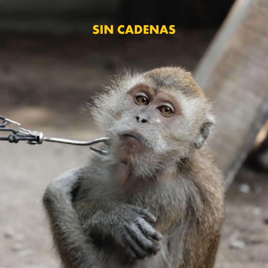 MovemosalMundo's tweet photo. Es probable que los hayas visto en algún momento, ¿te imaginabas todo lo que había detrás de un “inocente y divertido sticker”? https://t.co/zyvrL6tZu4