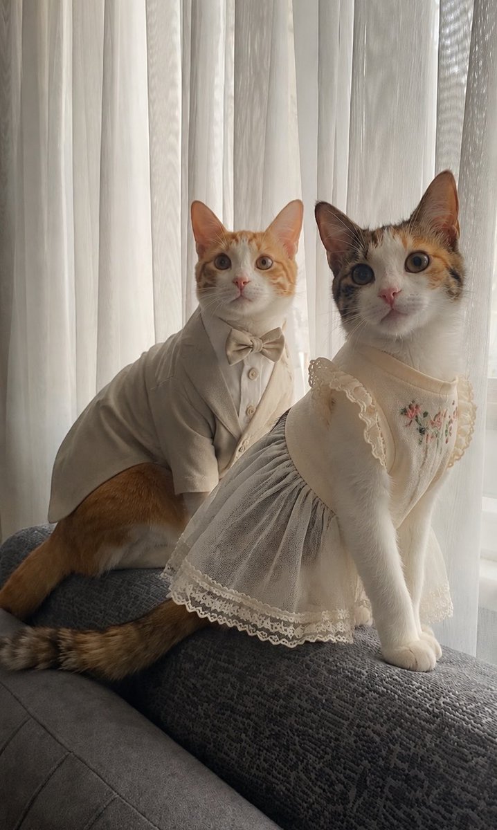 patigangs's tweet photo. nami ve sanji iyi bayramlar diliyor https://t.co/u5wU5KPF5y