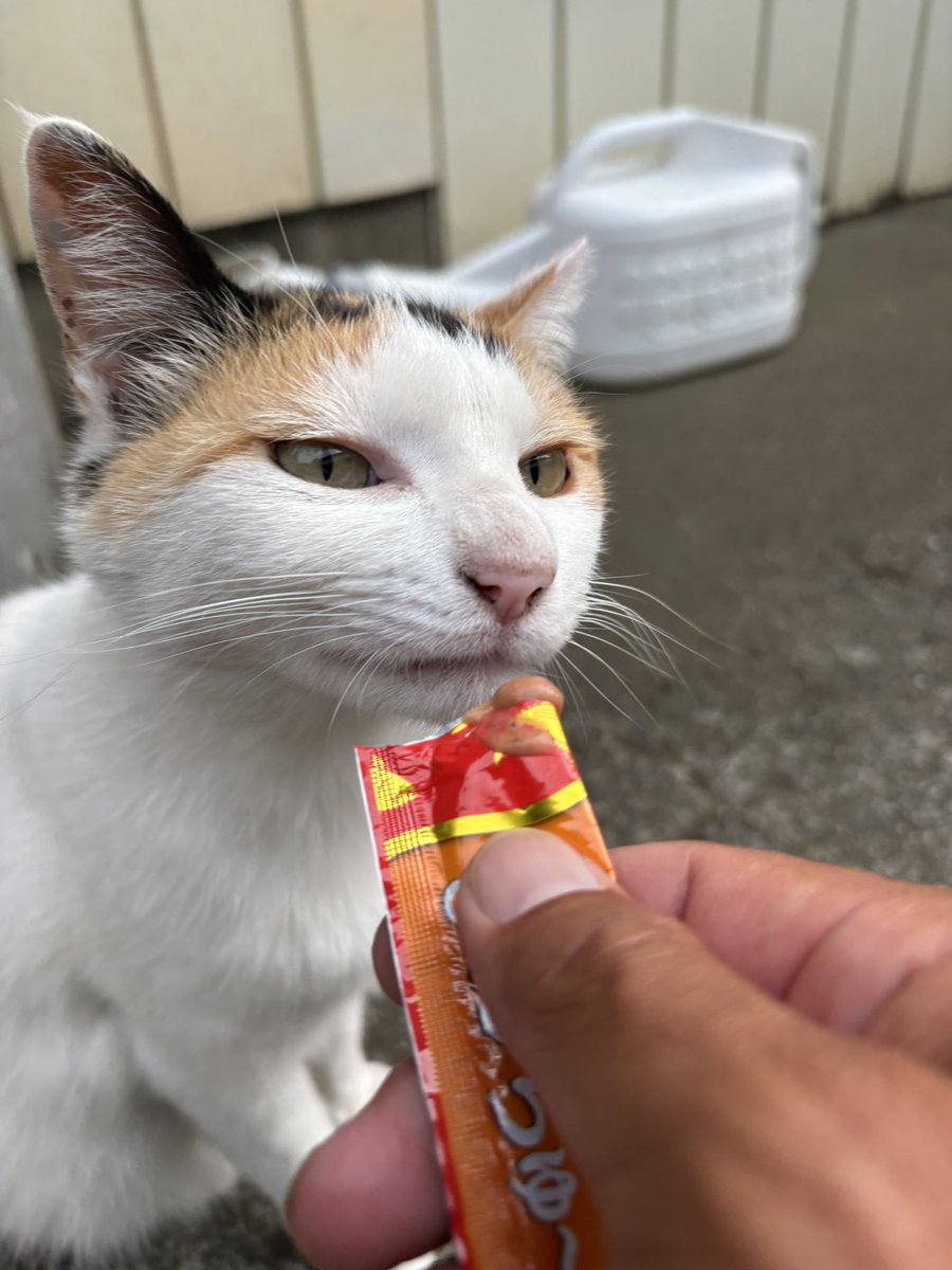 リベンジに燃える紅弾丸 tweet media