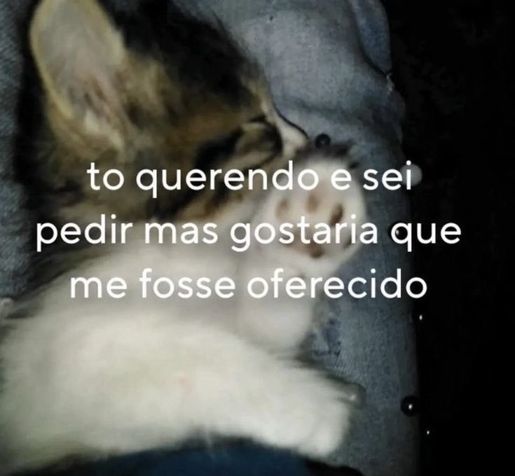 renata tweet media