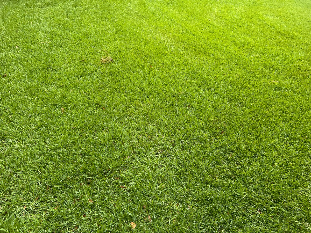 msathia's tweet photo. Morning birds. 🦢 Posthaircut lawn. 🏡 Morning coffee. ☕️ 
Raingods had some mercy this year. 
धीरा॒त्व॑स्य महि॒ना ज॒नूंषि॒वि यस्त॒स्तम्भ॒ रोद॑सी चिदु॒र्वी https://t.co/7ipanBCDVQ