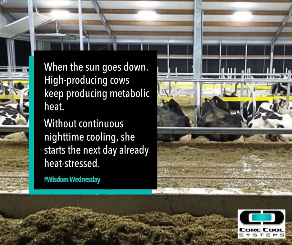 CoreCoolSystems's tweet photo. When the sun goes down,we think it cools off.But high-producing cows keep producing metabolic heat.Without continuous nighttime cooling,cows may begin the next day carrying heat stress from the day before.Heat stress isn’t just about hot afternoons. It’s about overnight recovery. https://t.co/zlCyeJLKgR