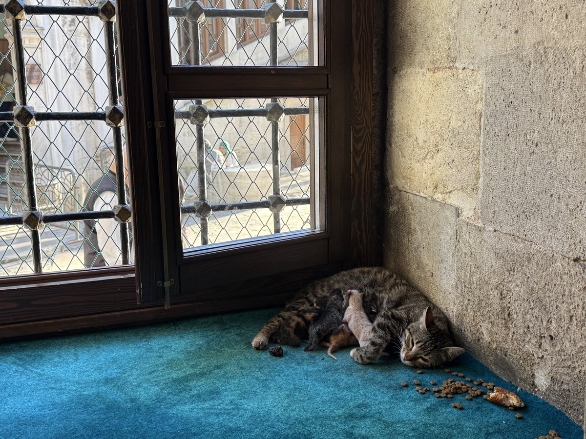 Başıboş Köpek Tehlikesi tweet media