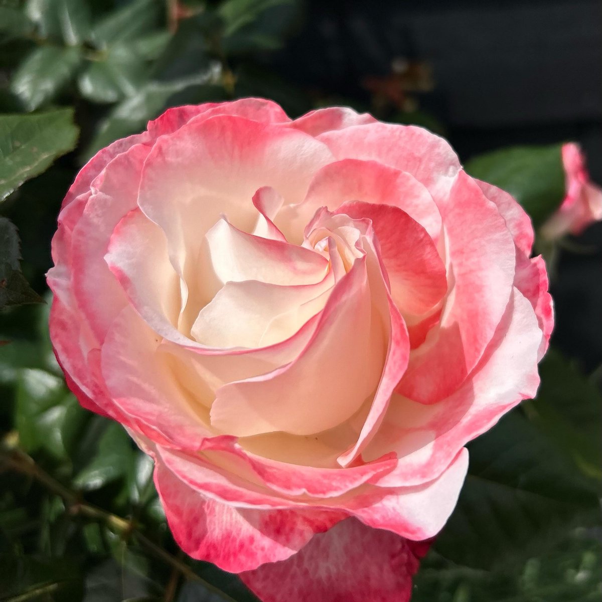 simonaeliana's tweet photo. I hold your love gently, tenderly, and with all that I am. https://t.co/rxwnN58FWu