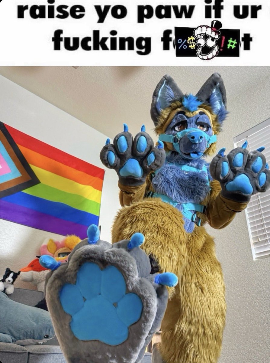 Røss Fox Husky tweet media