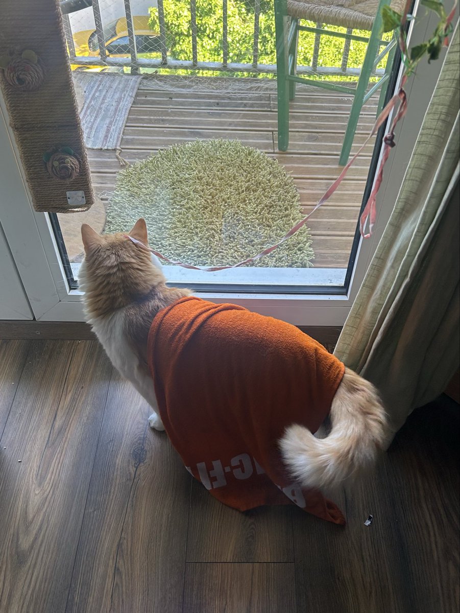 bebebiche's tweet photo. j'ai mis une serviette humide sur surimi pour le rafraîchir et il se balade avec dans tt la maison https://t.co/RUwnxrBT4Q