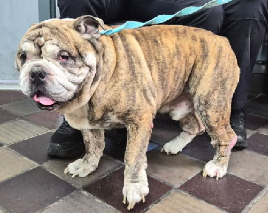 NMBewitched's tweet photo. #BullDogLovers 
Rocky🚑💔🎯
New Medical Dog on the Block 
https://t.co/JSNYi4zGEI 
Rescue Only 
#FosterMe 
#Pledge4Rescue 

Rocky is 9, he has known neglect😩
ACC will never understand Bull Dogs 
They don't do baby talk, they do not give them something to chew on during a medical exam & for some reason they do not like opinions😱

Rocky's Medical notes: 
dermatitis
chronic otitis
BOAS (could led to pneumonia quickly in a shelter) 

Rocky needs a royal subject to give him time, embrace his moods, offer TLC & love him