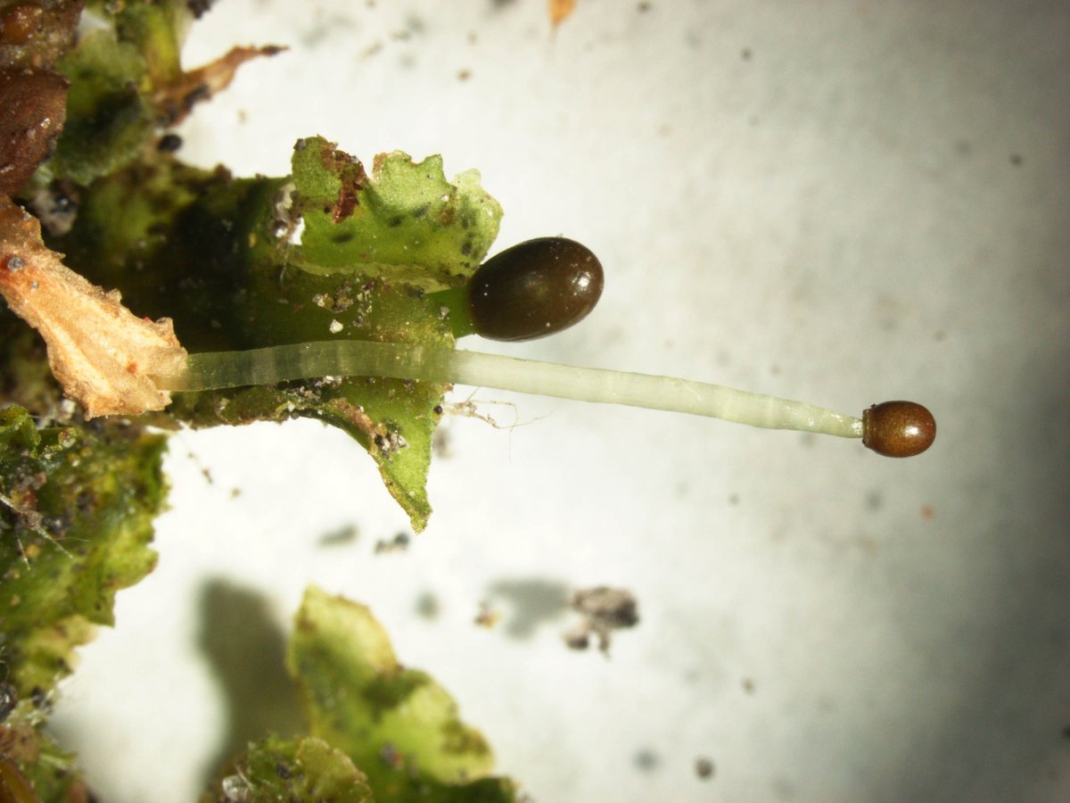 bryotweet's tweet photo. @verdoornia There are other interesting differences. In Japan, Blasia often wither in winter (especially the thallus with sporophytes), while Cavicularia is evergreen. https://t.co/L78LsA3zSB