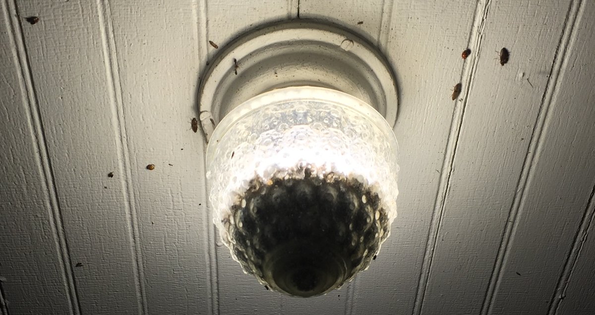 giveashitnature's tweet photo. Your porch light is killing the night shift pollinators by the hundreds. The fix is a $5 light bulb swap.

Insects navigate by celestial light from the moon and stars. They're especially sensitive to UV and blue wavelengths, which is what cool-white and standard white bulbs put out. Cool-white and standard white light bulbs are short-wavelength and disrupt that navigation. 

Moths circle the bulb until they die of exhaustion. Beetles, midges, fireflies, mayflies, lacewings, and small predatory wasps are pulled out of their habitat the same way, all summer, every night the light is on.

The result, if your porch light has been white for years, is a steady local depletion of the nocturnal pollinators, predators, and decomposers your local ecosystem runs on. Moths alone pollinate dozens of native plants no day insect visits.

Warm amber bulbs (2700K or lower on the package) attract a fraction of the insects. Red bulbs attract almost none. 

Either one costs about $5 and lasts a decade if you get an LED. 

You get the same visibility with a fraction of the dead insects.