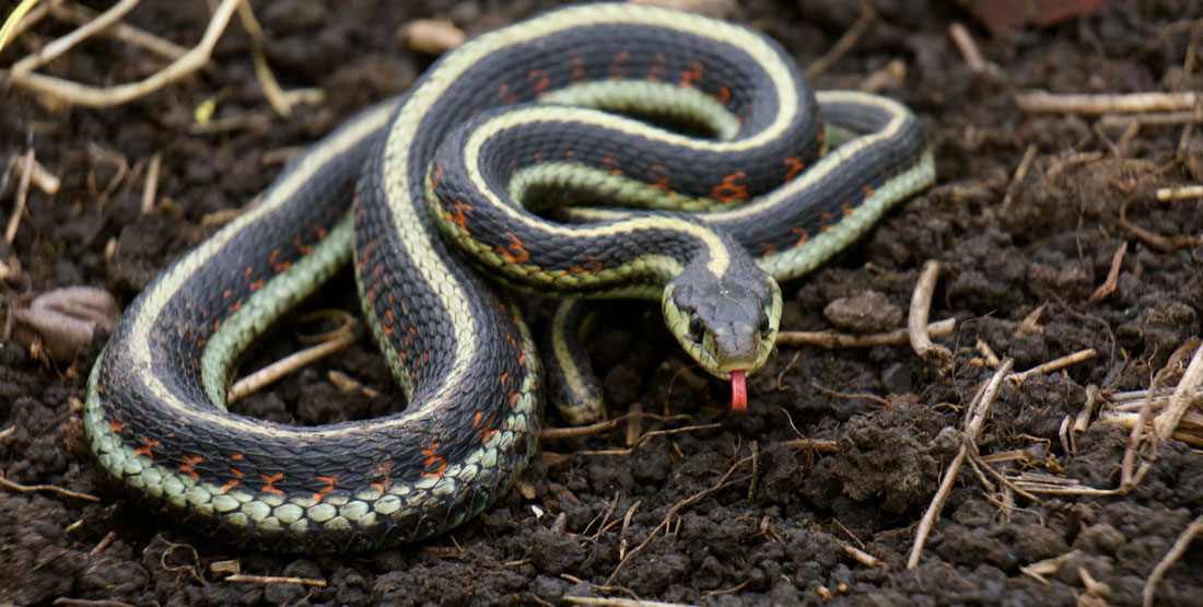 giveashitnature's tweet photo. This snake just ate the mouse that was chewing a hole in your wall.

Garter snakes eat slugs, snails, grubs, grasshoppers, earthworms, and mice. A single adult can take dozens of slugs and mice over a summer. The rodents they eat are the same ones that carry ticks into your yard.

They also can't really hurt you. Garter snakes have mild saliva-based venom that helps them subdue small prey but is harmless to humans. The worst-case scenario is a defensive bite that feels like a tiny scratch.

If you spray for pests, you poison the snake too, either directly or by eliminating its food. A yard with garter snakes is a yard where the food web is still doing its job.

Don't kill the garter snake, let it cook.