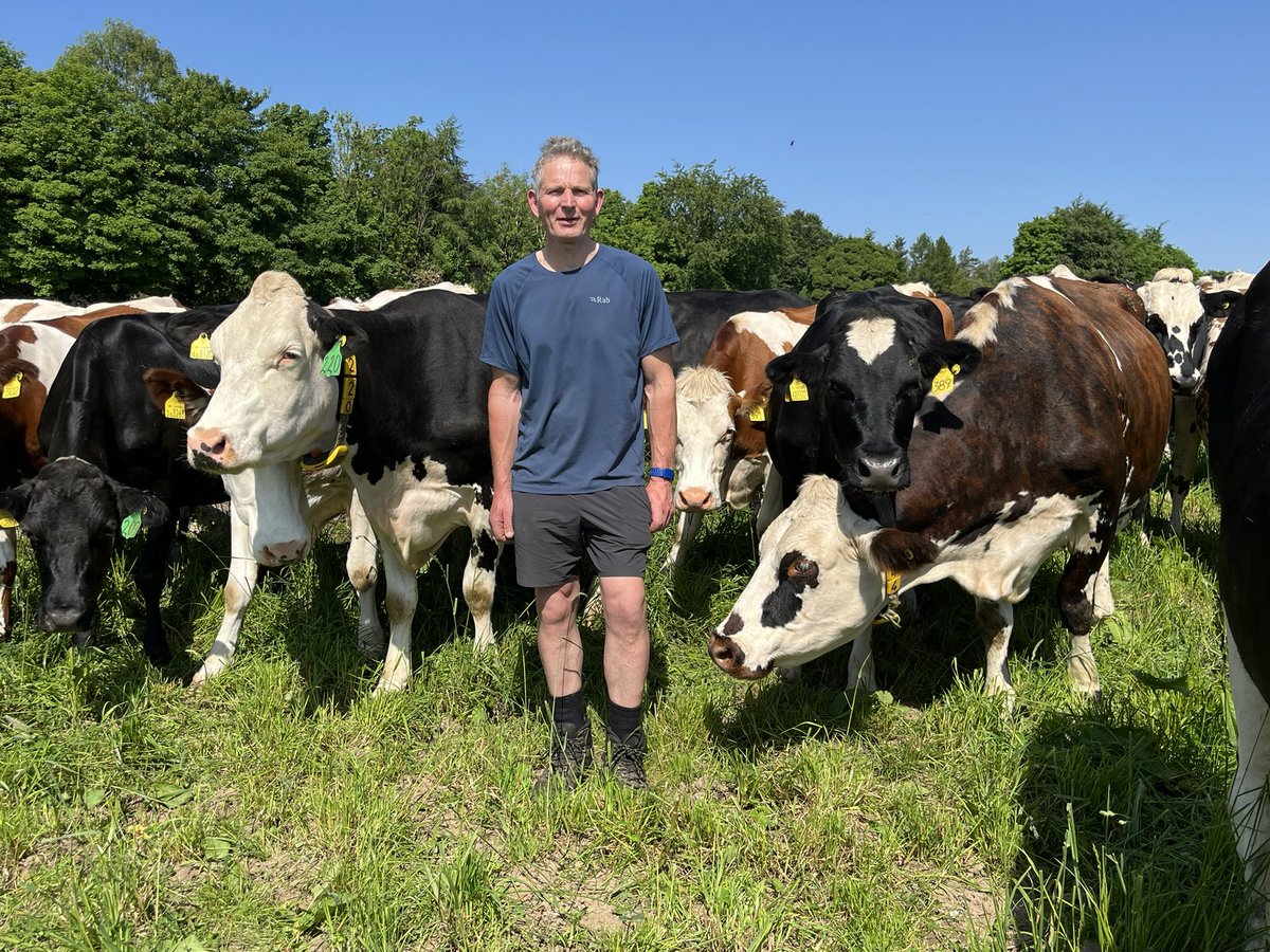 CazGraham1's tweet photo. A bunch of extra cool cows😎. Richard Park from @lowsizerghbarn explains hydration, sheep in the shade and why it can sometimes be too dry for silage, before being photo-bombed by the gorgeous 379. It’s going down in this morning’s @BBCFarmingToday https://t.co/csdyvw9I0c