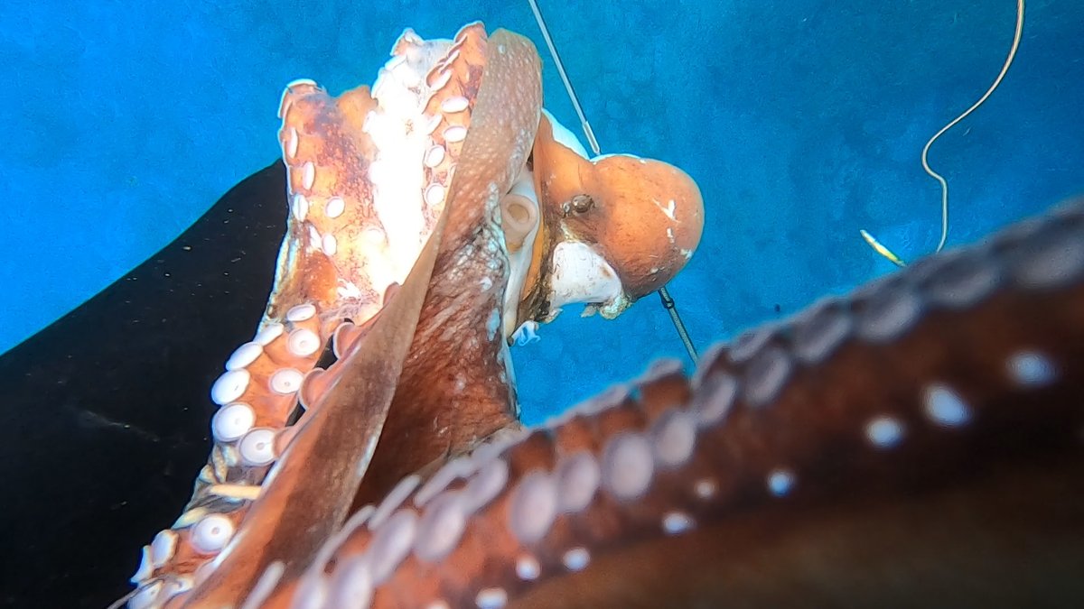 gomapee_um5's tweet photo. 最近の海…タコ活🐙
GoProにこの格闘シーンだけ1秒記録されていた笑
他の動画は何処へ… https://t.co/37mJcJSKmY