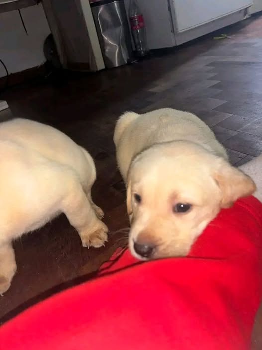 A64029345's tweet photo. Caso de terceros...quedan 2 cachorros los padres son de raza grande se dan en adopción responsable 04125699109 CARACAS!!! CARACAS adopción https://t.co/M1XfaHqP3U