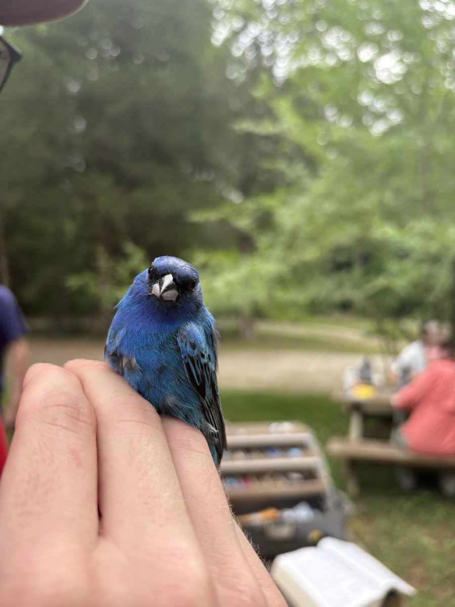 SSokphat's tweet photo. indigo bunting #bird https://t.co/nANMaHZH5M