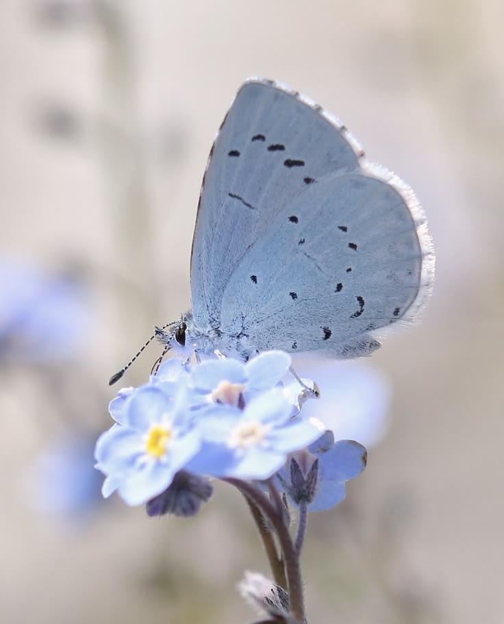 🍉 ⚢ fae 🦋🌙 tweet media
