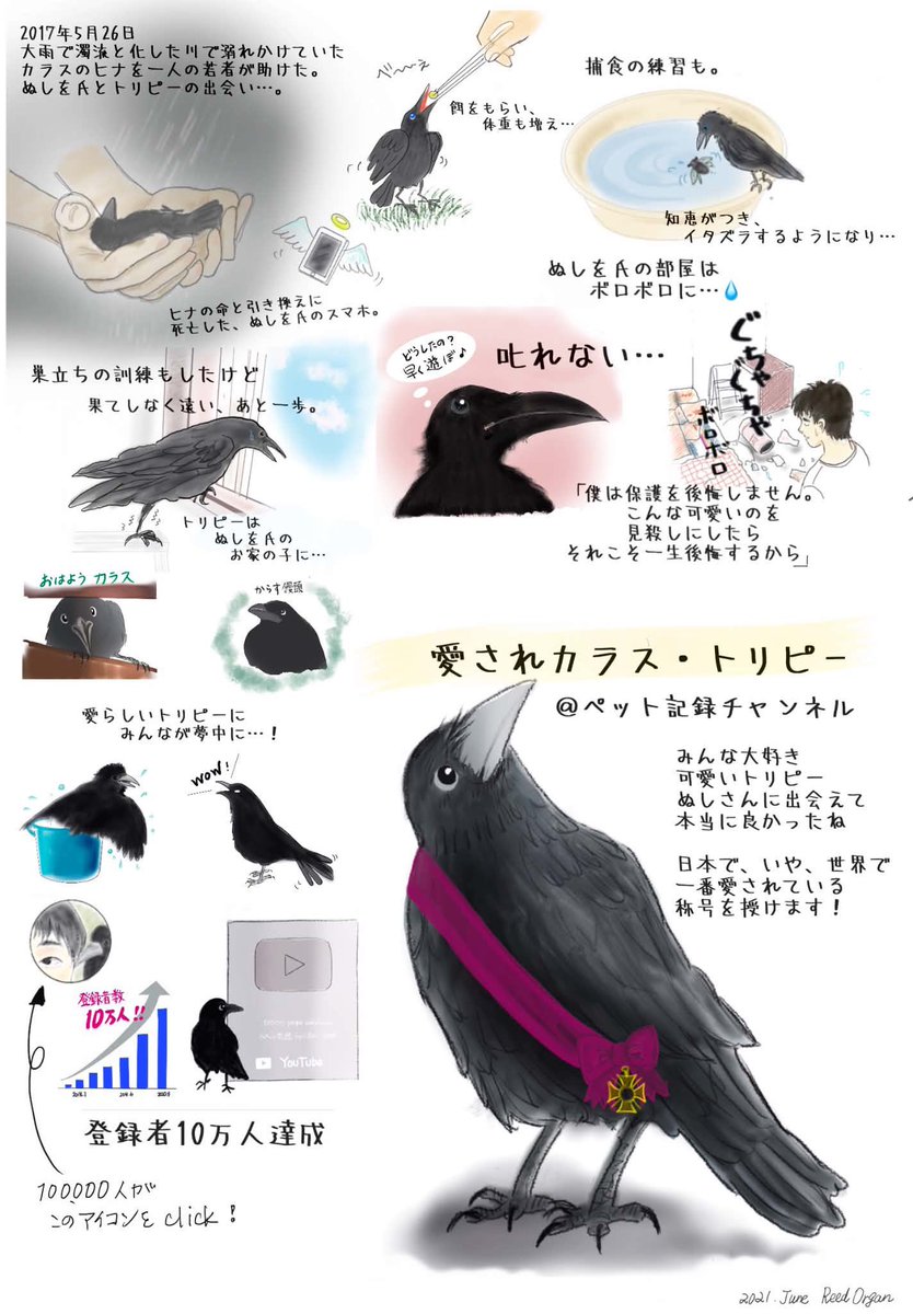 diether0310's tweet photo. トリピーが主さまに出会って9年！ほんと、愛で結ばれた素敵な関係。長生きするんだよ、トリピー💕
#crow #カラス #カラス好きな人と繋がりたい  #ペット記録チャンネル  #トリピー #ハシボソガラス #ハシブトガラス https://t.co/pM0BZOUhod