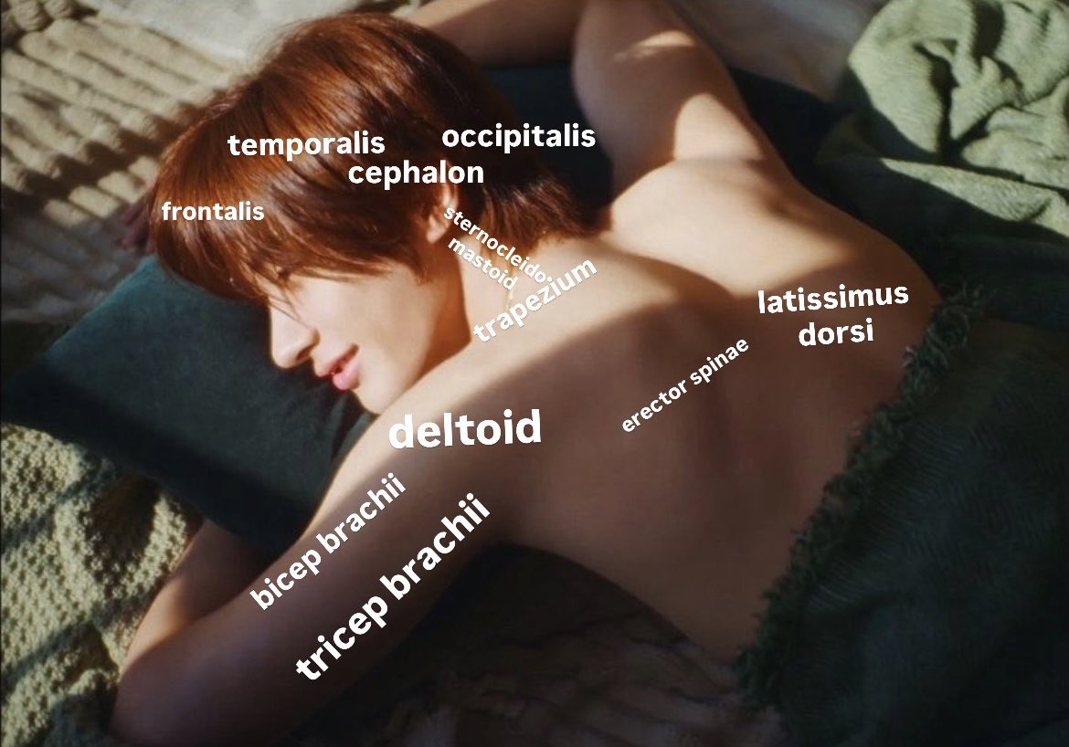 antonatomy tweet picture