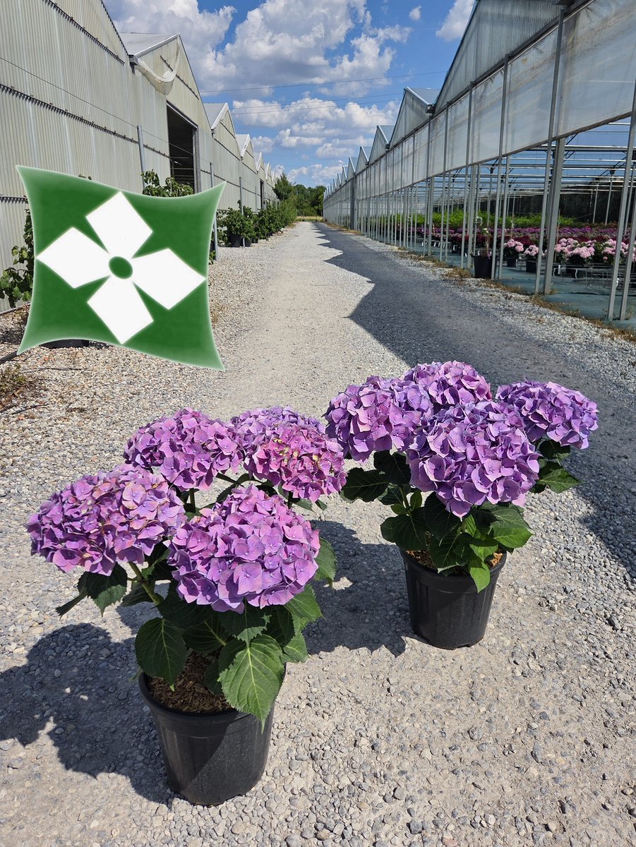 Zini_Piante's tweet photo. Hydrangea macrophylla 'Bela'
Pépinières Zini Piante - Pistoia - Italie
https://t.co/L0ytbLqjrl https://t.co/mnjhvVadKx