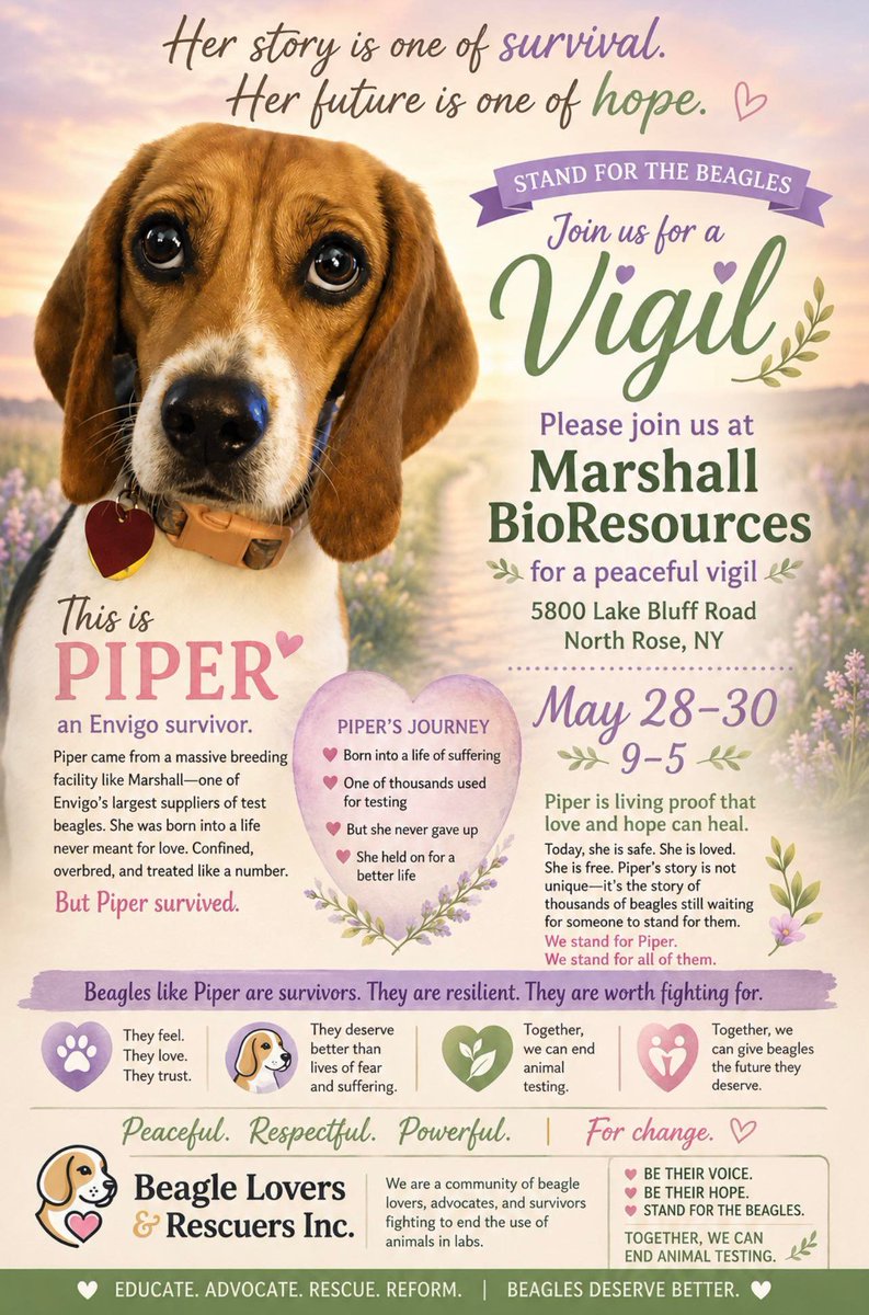 Beagle Lovers And Rescuers Inc. tweet media