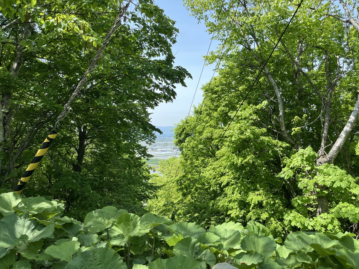 i_ariari's tweet photo. 2026年5月23日旭山公園
２日後に公園駐車場付近で熊のフンが見つかる
アスファルト道すぐ脇にも立派な山葡萄が各所で自生していたので秋は気をつけないと思っていたけれども、、、 https://t.co/VhGG2Xh7oA