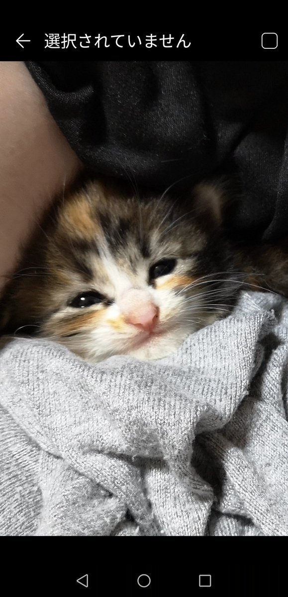 blue_rose443's tweet photo. 先月22日に保護して家族の一員になった【みゅう】︎︎ ♀でーす♡

#子猫 #こねこ #保護 #ミケ https://t.co/iwucWqlrGa