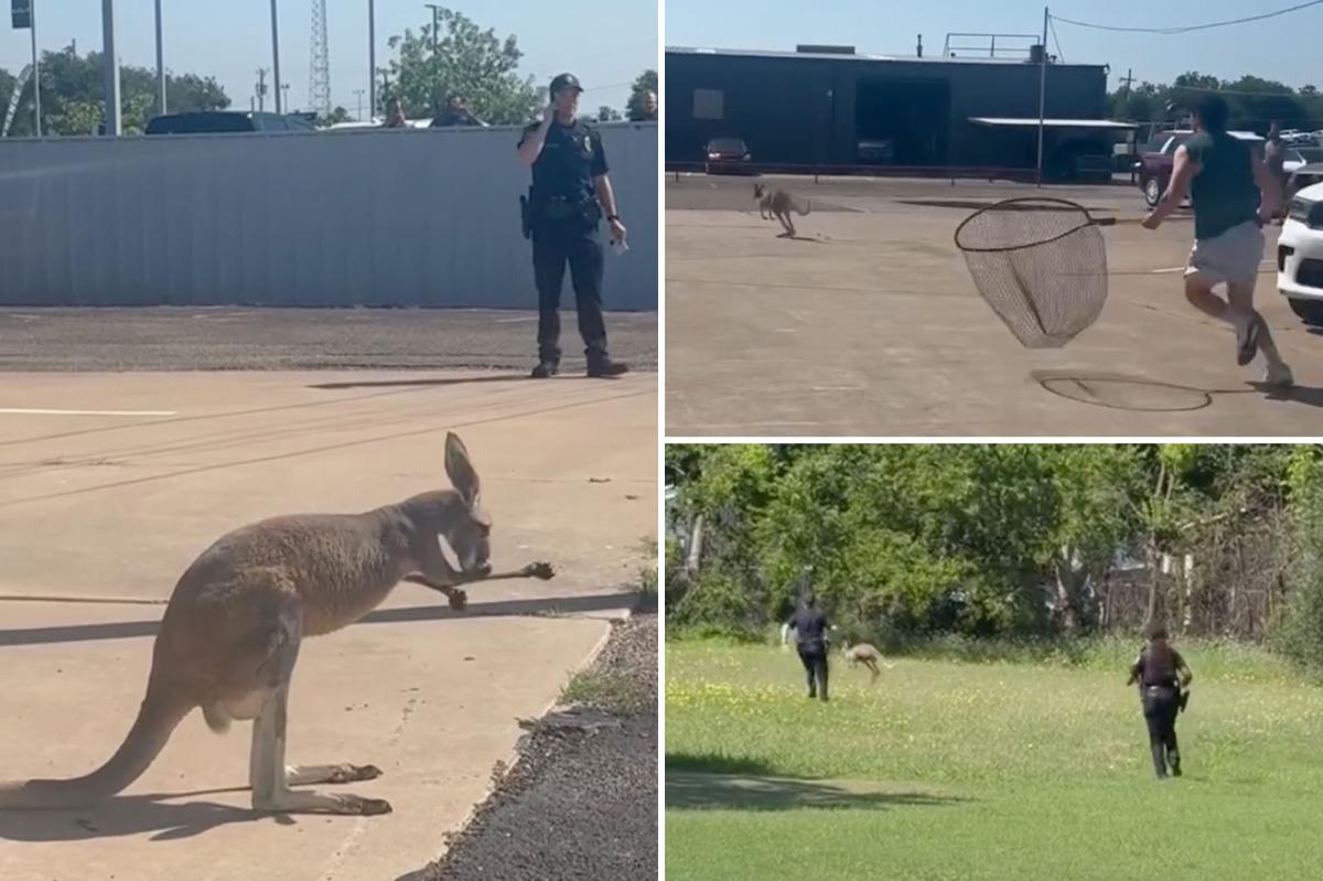 nypost's tweet photo. Escape artist kangaroo named Bingus gives Texas cops a run for their money https://t.co/6Y1RMFJSof https://t.co/NeMXJ0q8uh