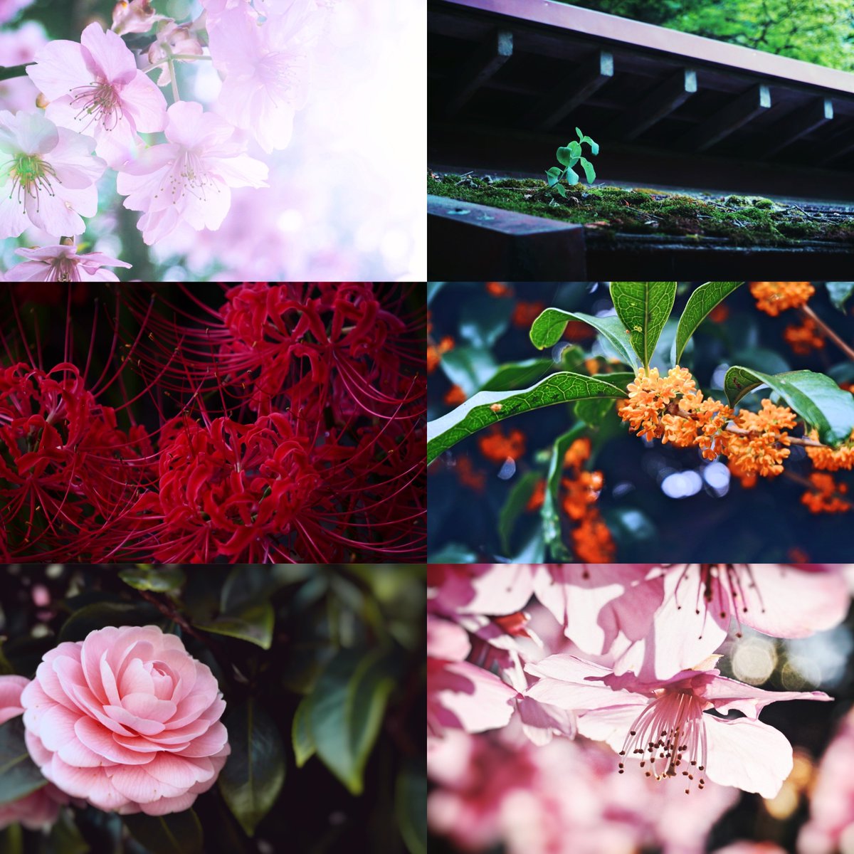 梅雨 tweet media