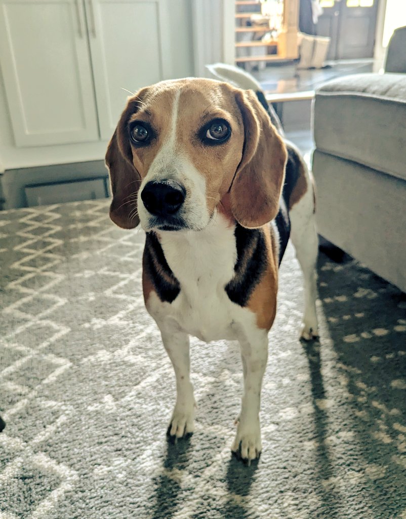 Yeti, Reese & The Beagle Brigade tweet media